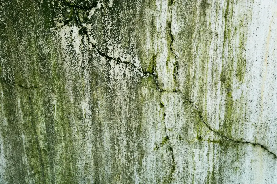 Rooted in Coconut Creek, Committed to Clean Air